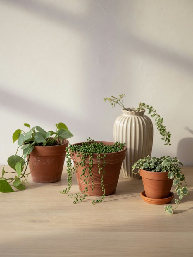 Plants & Planters