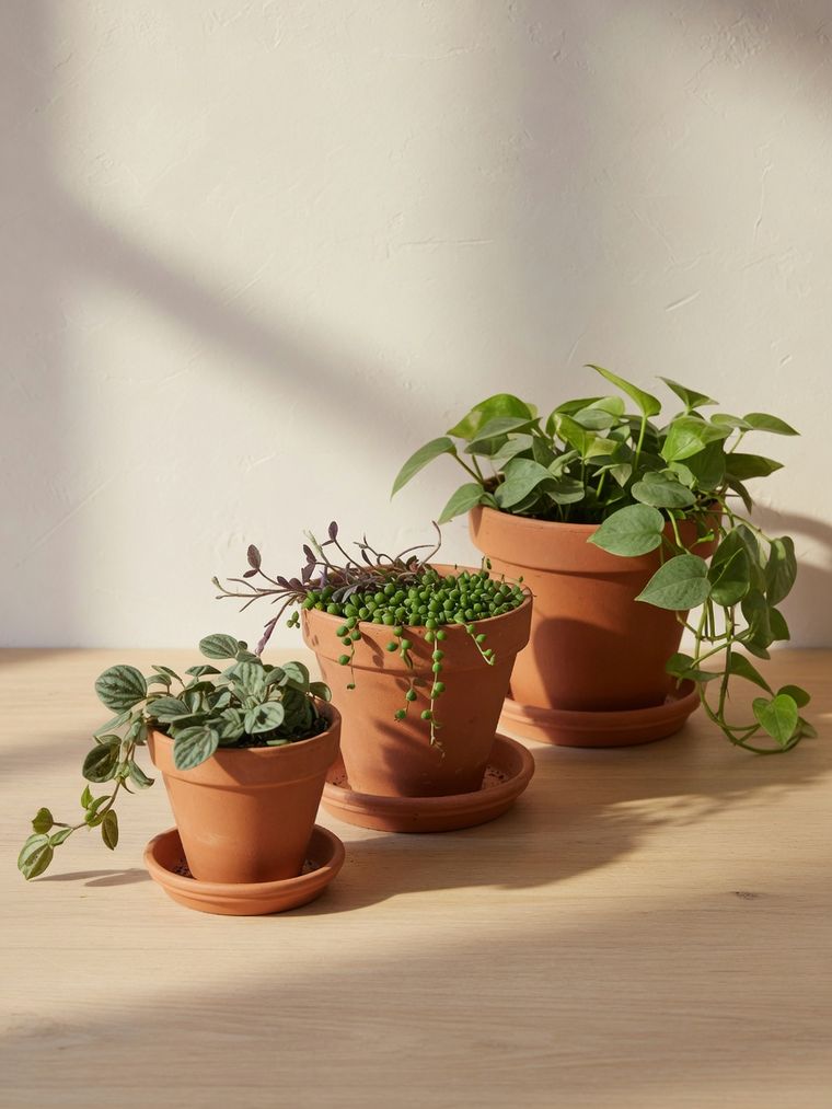 Terracotta Planter Trio